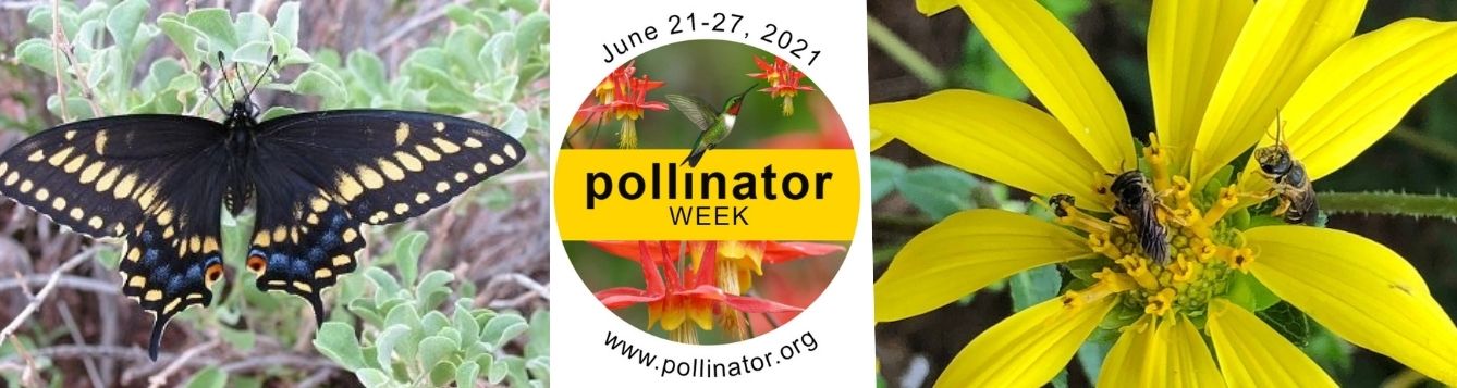 Pollinator week header
