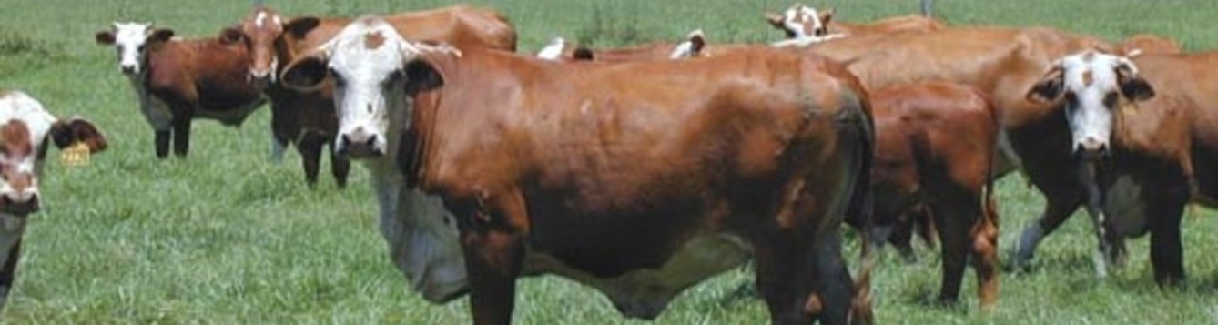 Braford type cows