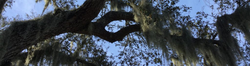 Photo of live oak branch with Spanish moss hanging from it.