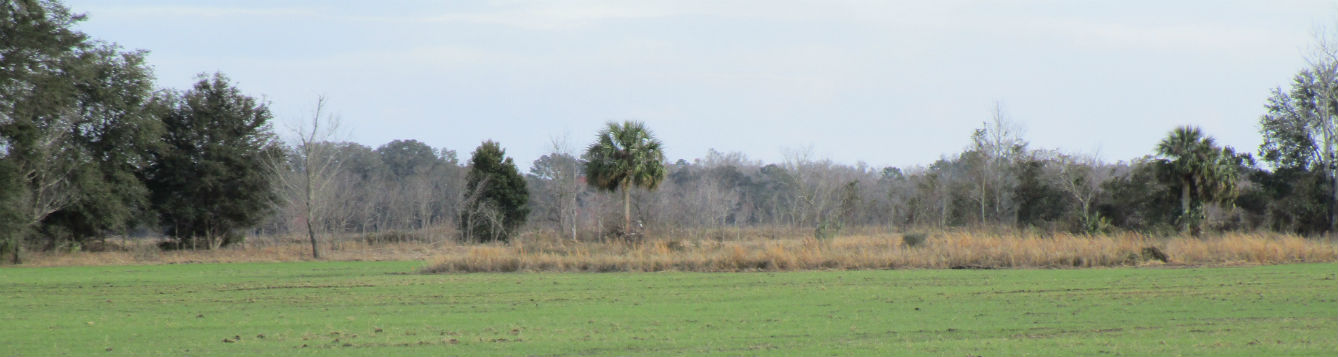 what-do-stocker-cattle-and-blueberries-have-in-common-uf-ifas-extension-putnam-county