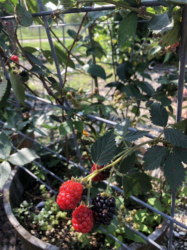 How far apart to plant blackberries Idea