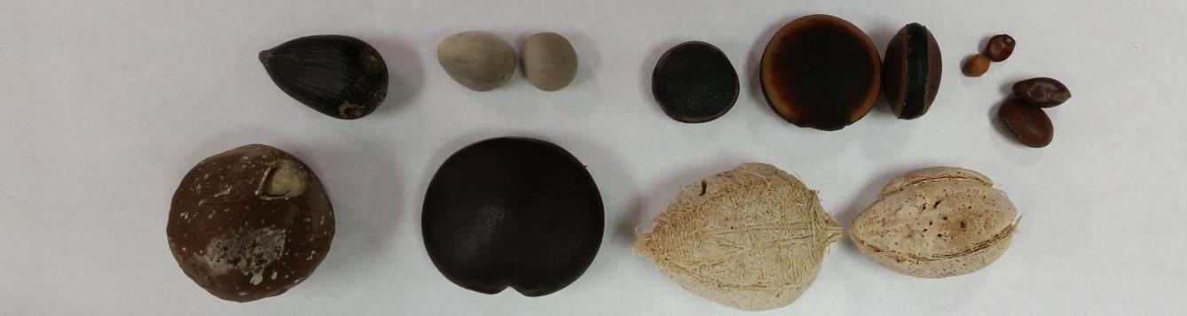 several different sea beans (drift seeds)