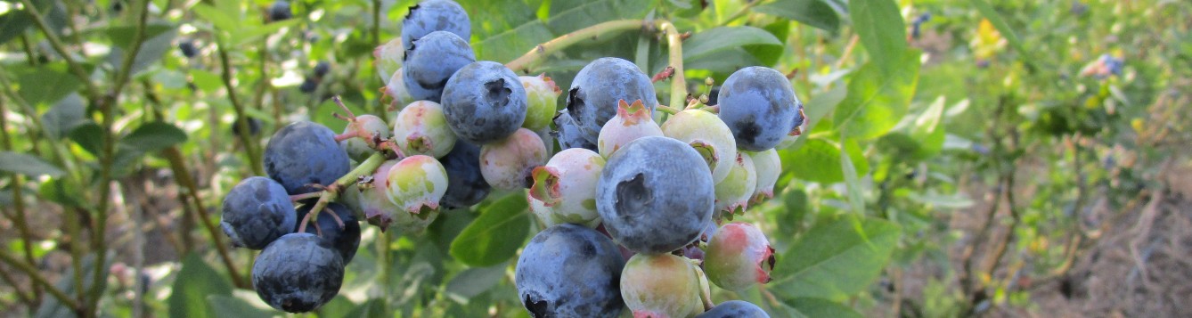 cluster of blueberries on bush
