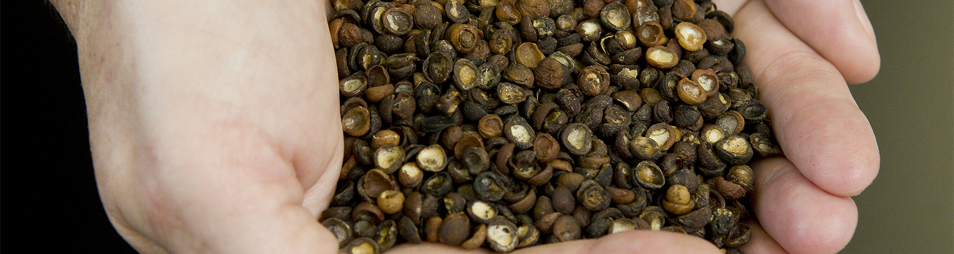 Plant seeds being held in hand.