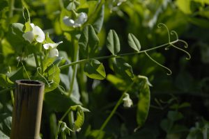Pea vine with white flowers.