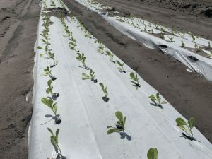 lettuce transplants in plasticulture