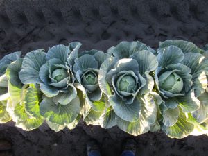 young cabbage growing in a row