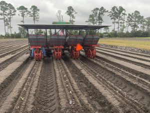 four row mechanical transplanter planting brussels sprouts