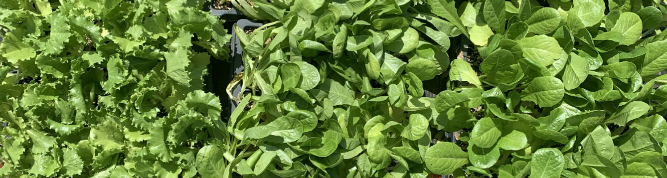 three varieties of lettuce transplants crowded together