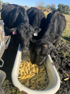 three black cows eating sweet corn from a bathtub