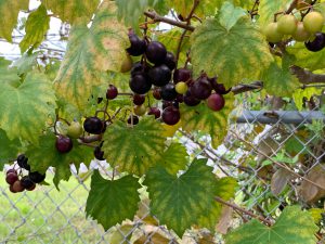 Muscadine grape vine with chlorotic leaves a and fruit bunches.