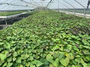 Sweet potato seedbeds in the greenhouse at NC State Research Station in Clinton, NC