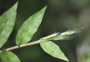 Photo of basketgrass flower