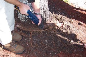 cutting a girdling root
