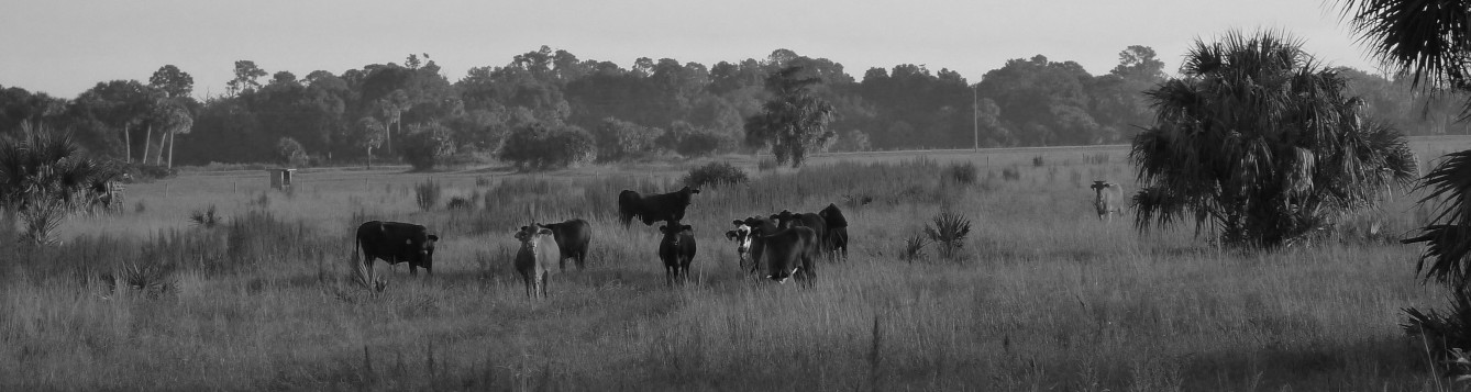 cattle in a pasture