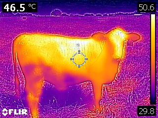 body surface temperature of replacement heifer