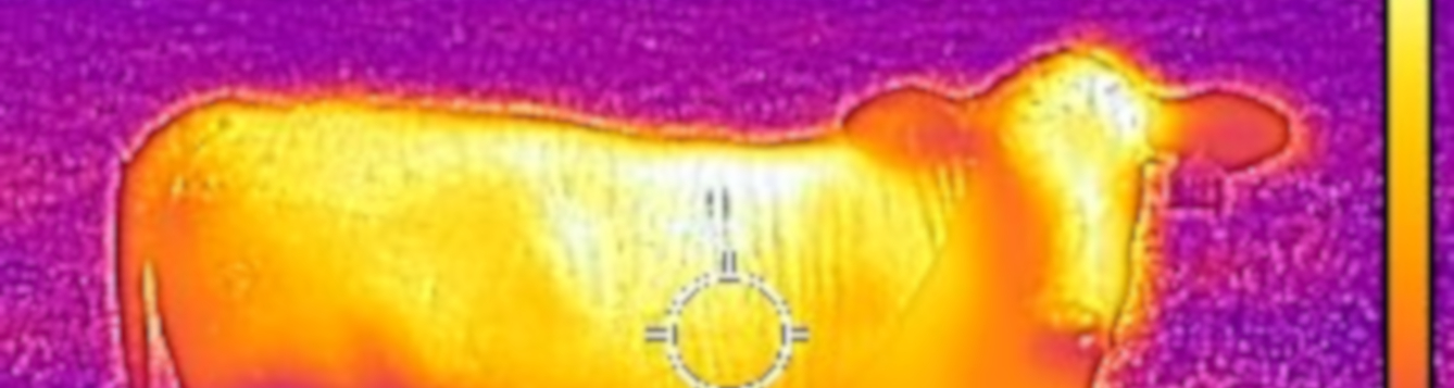 body surface temperature of replacement heifer