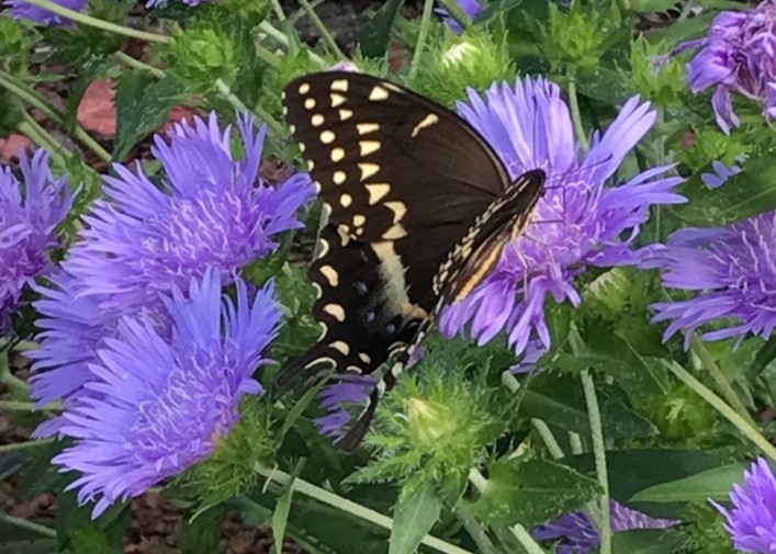 Design Your Own Butterfly Garden Uf Ifas Extension Santa Rosa County