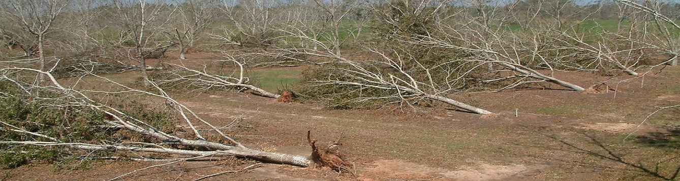 Pecan trees and hurricane damage