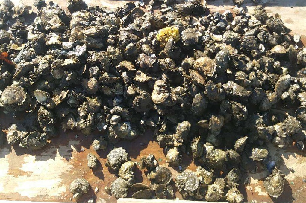 Projects Enhancing Oysters in the Pensacola Bay System UF/IFAS