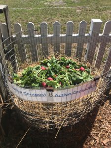 radishes sit in a composting bin