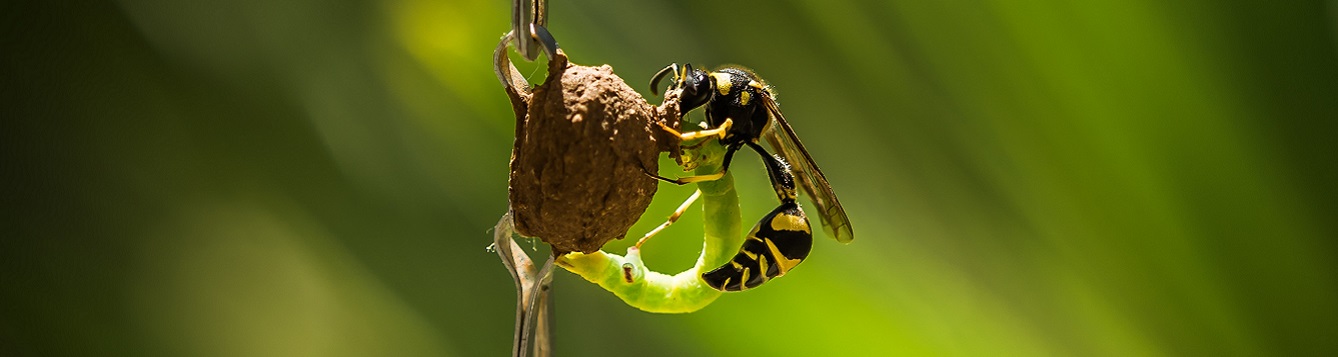 potter wasp and caterpillar