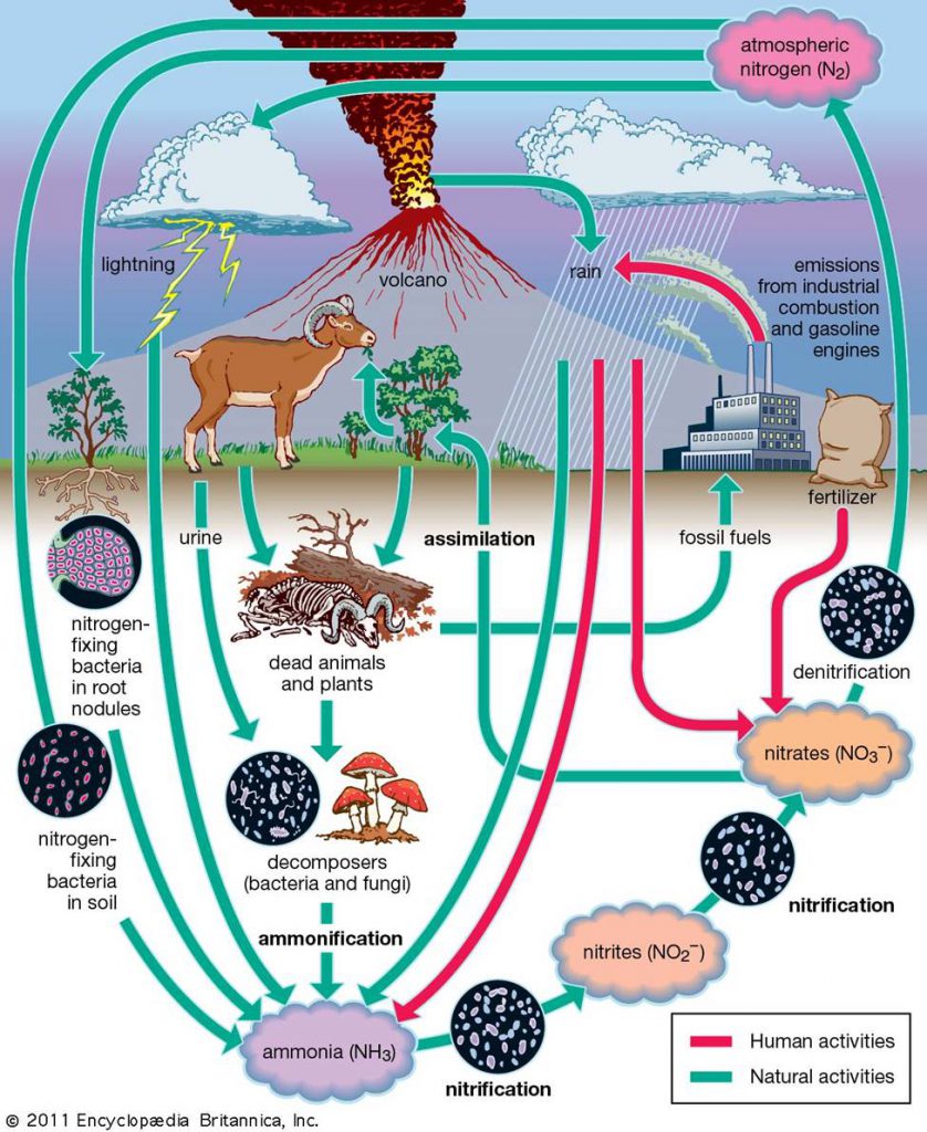 We All Contribute To Nitrogen Pollution Uf Ifas Extension Sarasota County