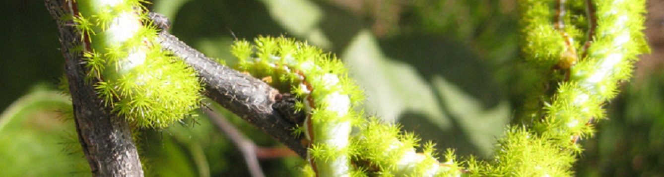 io caterpillars on a hedge