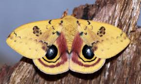 a male io moth shows off its markings