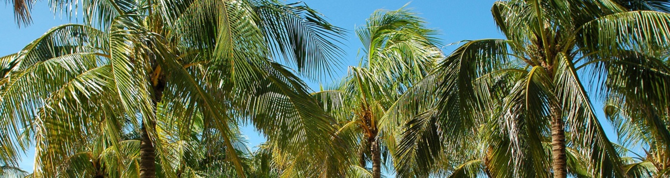 row of healthy palm tree crowns
