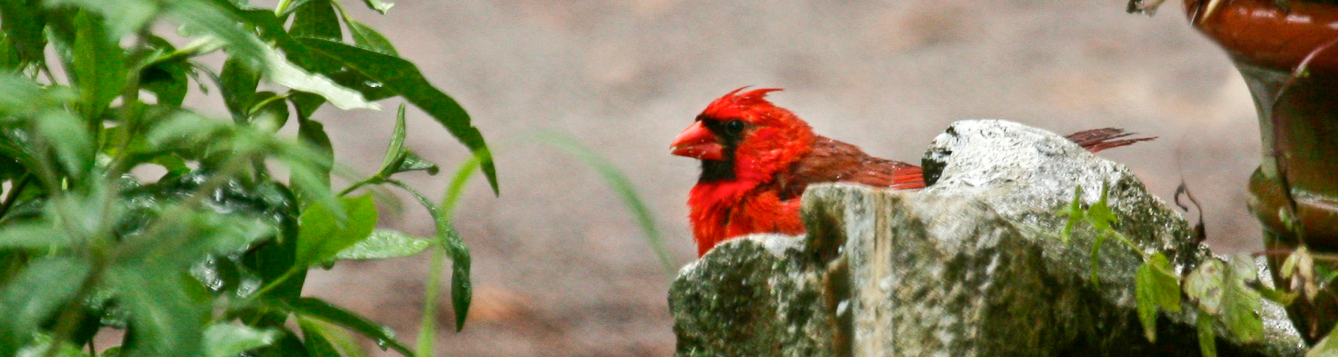 cardinal in home yard