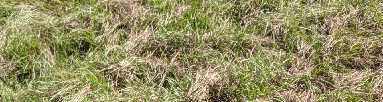 Pasture grass at Ona research station