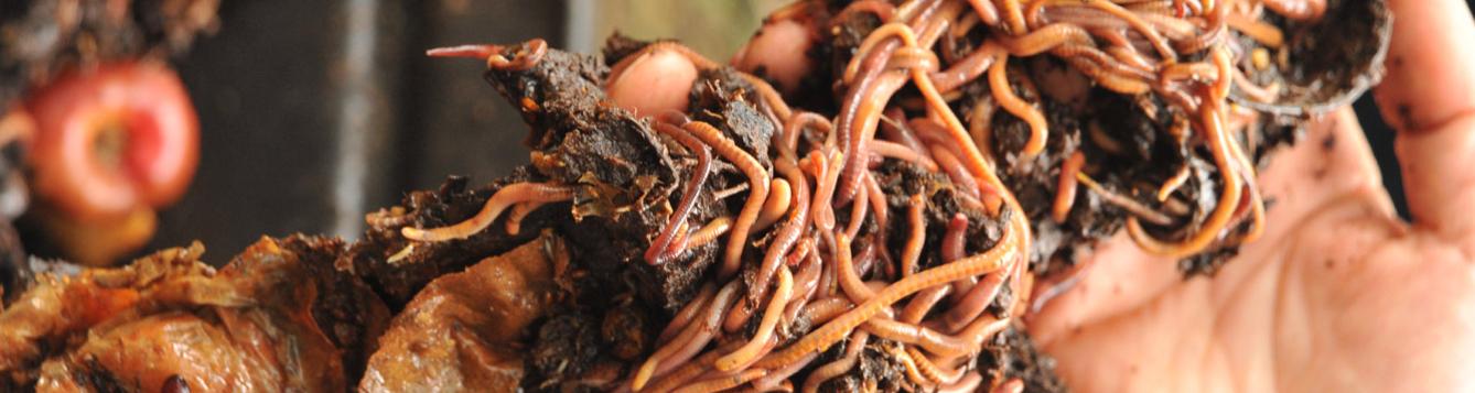 hands hold up a mass of compost and earthworms