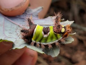 a brown-and-yellow, "furry" saddleback moth caterpillar—beautiful but highly toxic—sits on a leaf