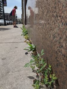 a person observes weeds growing from a city sidewalk, with a tomato plant growing in the foreground