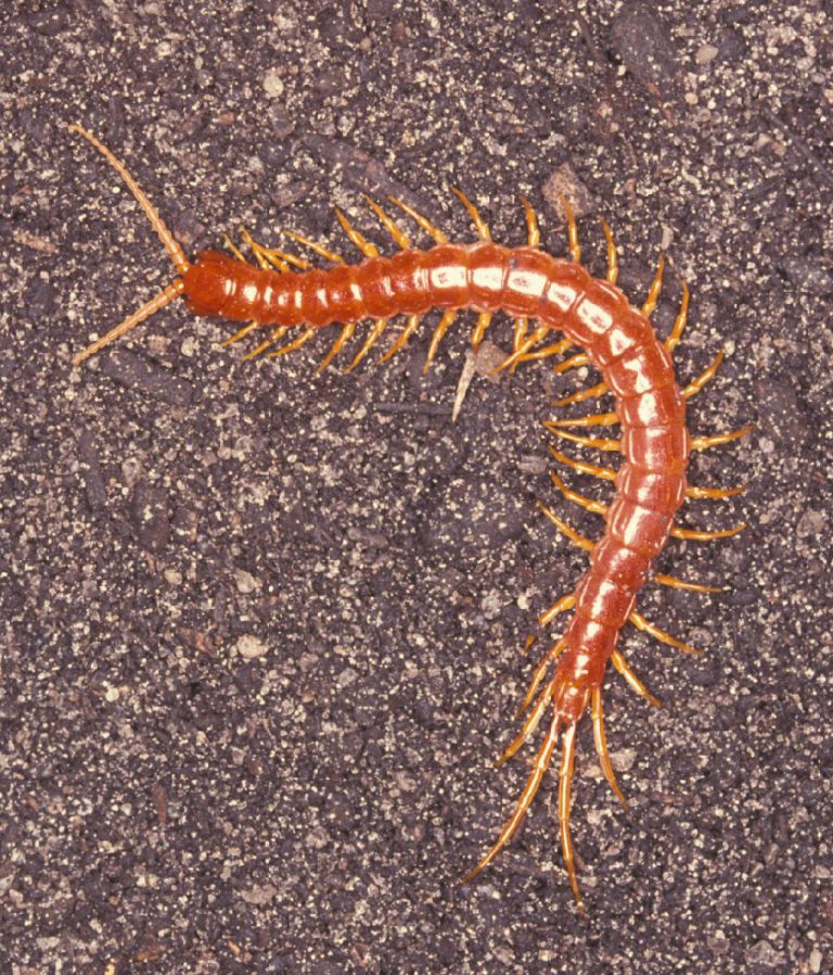 Are centipedes good for plants Idea