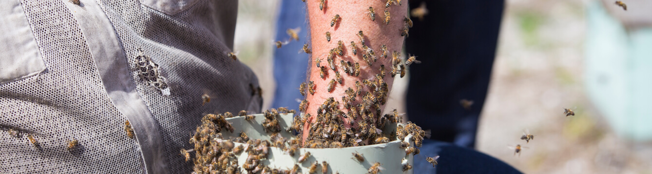 A hand reaching into a container hive of honeybees. [CREDIT: UF/IFAS, Camila Guillen]