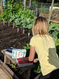 An elementary school student practices growing skills at a Sarasota County school garden. [CREDIT: UF/IFAS Extension Sarasota County, Claudia Castillo]