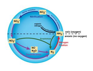 Diagram of nitrogen cycle.