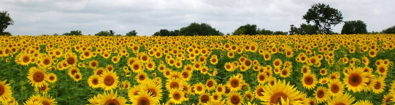 a field of sunflowers with clouds on the horizon