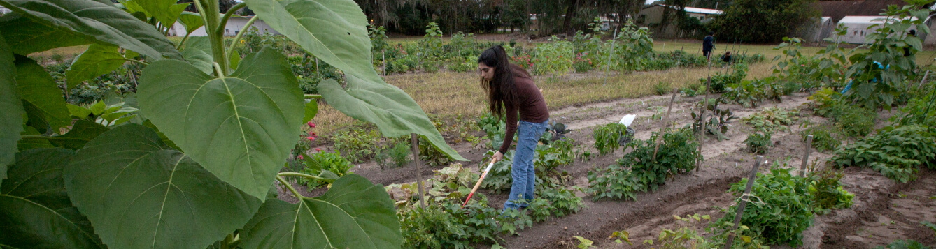 A woman tends to an outdoor garden in Florida. [CREDIT: UF/IFAS]