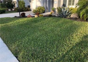 st. augustine grass in a front yard is vibrant green despite winter chills