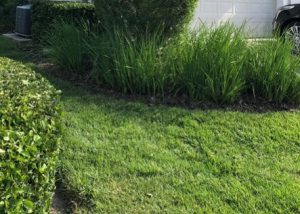 vibrant green zoysia grass in a yard in the summer