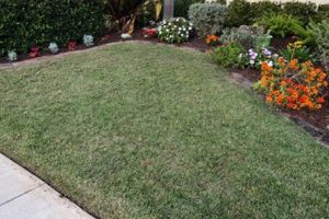 zoysia grass in a front lawn shows lack of color during winter dormancy