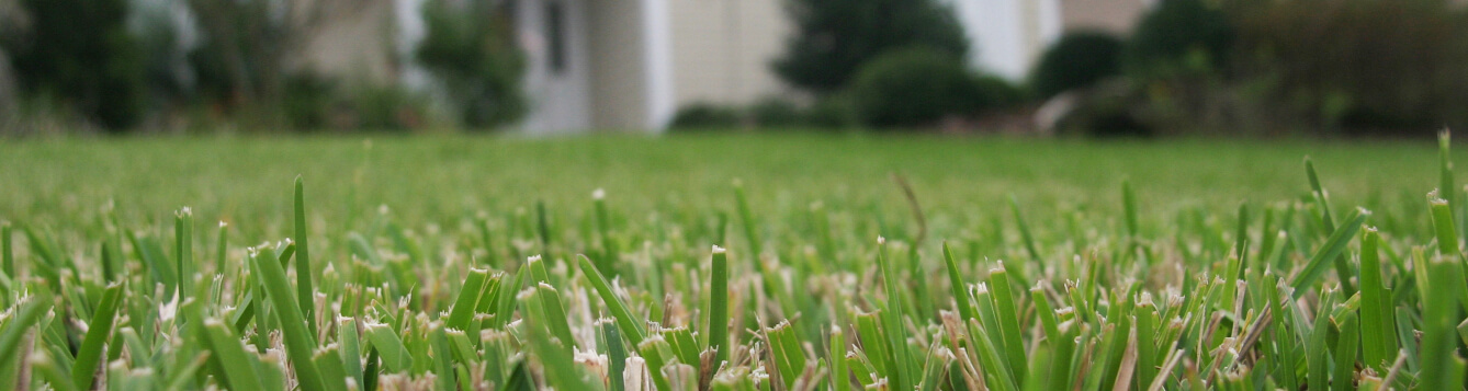 ground-level shot of mown turf grass in front of a Florida home