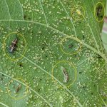 Natural enemies eating aphids