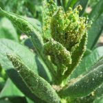 aphid infestation on tabacco