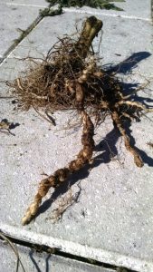 photo of tomato plant roots shows knots and nodules caused by nematodes
