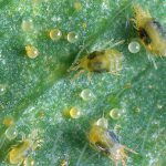 Two-spotted spider mite adult and eggs