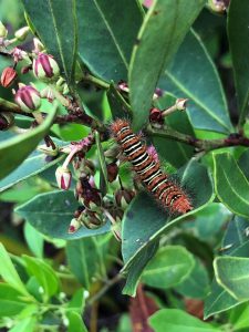 Fetterbush with an echo moth caterpillar, in April. [CREDIT: Susan Hutson]